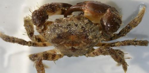 Pilumnus hirtellus